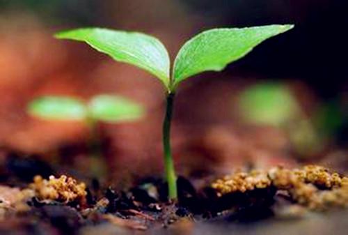 P2P的生存核心是服務(wù)實體經(jīng)濟