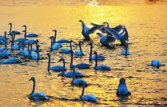 迅速崛起的國家級開發(fā)區(qū)--第十三屆全國重點網(wǎng)媒河北行走進(jìn)曹妃甸