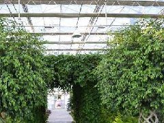 海南規(guī)劃花卉苗木產(chǎn)業(yè)：選育自主知識產(chǎn)權花卉新品種