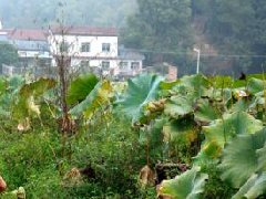 江西：增創(chuàng)江西中醫(yī)藥優(yōu)勢(shì)，提升帶動(dòng)大健康產(chǎn)業(yè)規(guī)劃發(fā)展