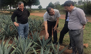 “中國(guó)劍麻之鄉(xiāng)”湛江農(nóng)墾，積極創(chuàng)建國(guó)家現(xiàn)代農(nóng)業(yè)產(chǎn)業(yè)園