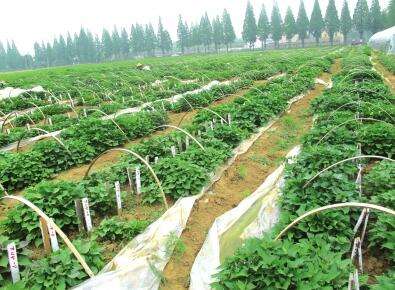 科技部：建設農(nóng)業(yè)高新產(chǎn)業(yè)區(qū)可推動鄉(xiāng)村振興戰(zhàn)略