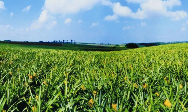 21個(gè)中央一號(hào)文件，一部中國農(nóng)業(yè)現(xiàn)代史