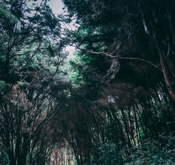 國家林業(yè)和國土資源部發(fā)文：建設300處國家森林康養(yǎng)基地