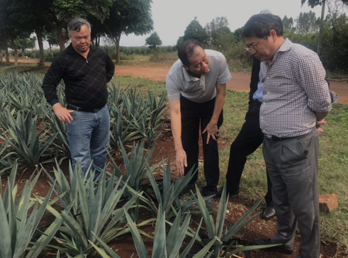 “中國劍麻之鄉(xiāng)”湛江農(nóng)墾，積極創(chuàng)建國家現(xiàn)代農(nóng)業(yè)產(chǎn)業(yè)園