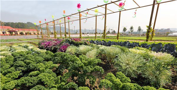 梅州市扎實推進(jìn)現(xiàn)代農(nóng)業(yè)產(chǎn)業(yè)園建設(shè)