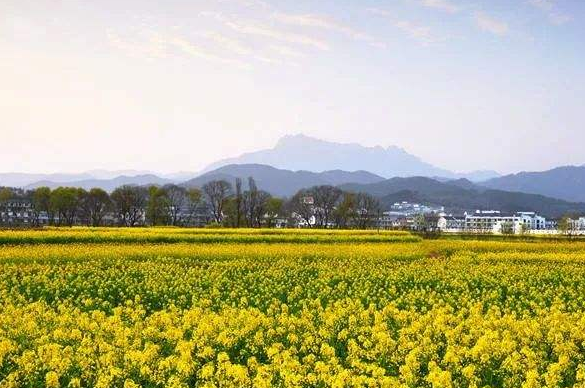 安慶潛山：突出個(gè)性特色，推動(dòng)鄉(xiāng)村振興