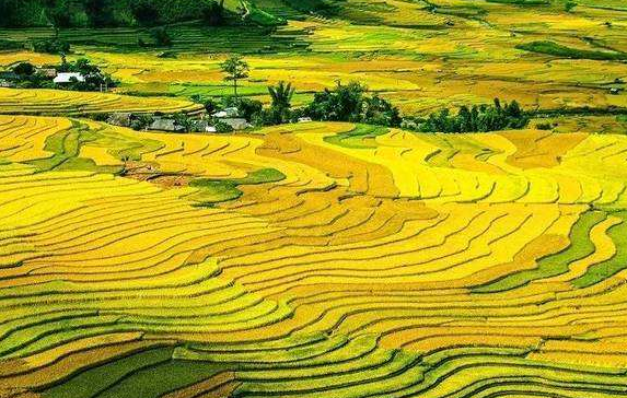 深入實(shí)施鄉(xiāng)村振興戰(zhàn)略 書(shū)寫(xiě)好中華民族偉大復(fù)興的“三農(nóng)”新篇章