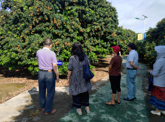 龔州大地，龍眼飄香-平南現(xiàn)代農(nóng)業(yè)正釋放科技創(chuàng)新活力