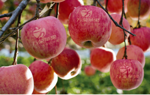 依托蘋果和香菇兩大特色優(yōu)勢產(chǎn)業(yè)，萬榮縣積極申創(chuàng)國家農(nóng)業(yè)現(xiàn)代化示范區(qū)