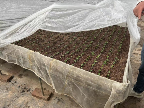 加強(qiáng)農(nóng)業(yè)產(chǎn)業(yè)布局規(guī)劃，民樂縣向農(nóng)業(yè)強(qiáng)縣進(jìn)發(fā)