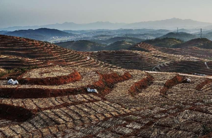 中國(guó)高新院課題組赴“中國(guó)玉竹之鄉(xiāng)” 深度探索邵東國(guó)家現(xiàn)代農(nóng)業(yè)產(chǎn)業(yè)園建設(shè)路徑